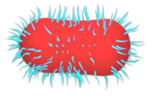 Biological Implications of Hydro Softening